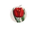 Tulpe